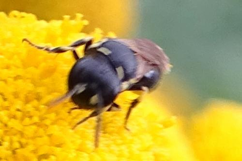 Hylaeus sp.